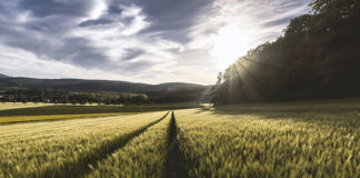 Czy często na swoich polach spotykacie życicę trwałą