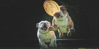 Dlaczego frisbee lata?