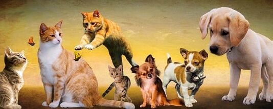 Jakiego smaku nie czują psy?