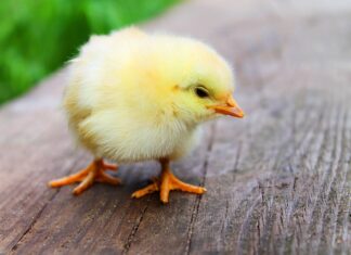 Czy kot może jeść kurczaka z rosołu?