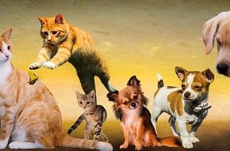 Jakie przysmaki lubią psy?