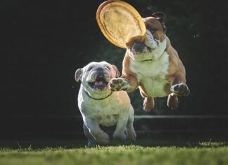 Jakie frisbee dla border collie?
