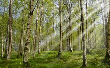 Po jakim czasie kleszcz umiera?