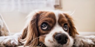 Czy wazelina jest dobra na łapy psa?