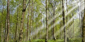 Jaki jest najgorszy kleszcz?