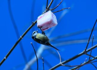 Dlaczego słoniną się pieni?