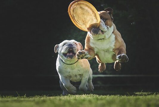 Kto wymyślił frisbee?