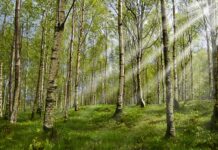 Które kleszcze przeznaczone są do usuwania korzeni zębów górnych? Które kleszcze przeznaczone są do usuwania korzeni zębów górnych?