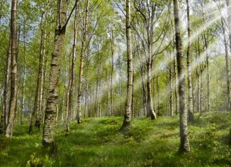 Które kleszcze przeznaczone są do usuwania korzeni zębów górnych?
