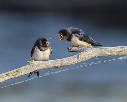 Czy jaskółki śpią?