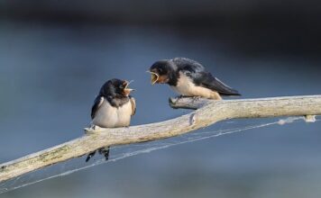 Skąd jaskółki przylatują do Polski?