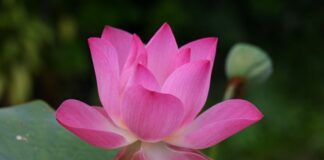 Jak się mówi po angielsku kajak?