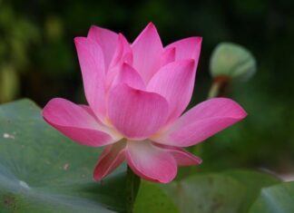 Jak się mówi po angielsku kajak?