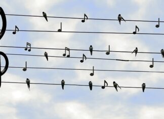 Czym różni się jaskółka od jerzyka?