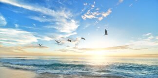 Jak wygląda ptak kawka?