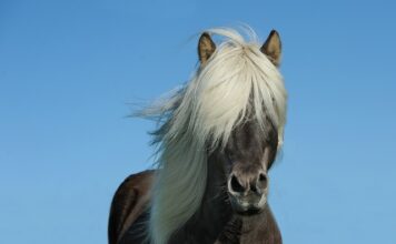 Jakie wędzidło dla konia?