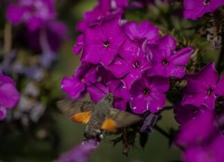 Do jakiego kalibru klasyfikuje się broń strzelecka?