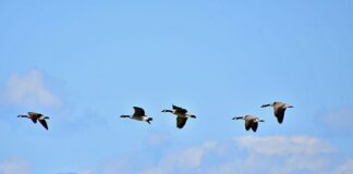 Kiedy i gdzie odlatują jaskółki?