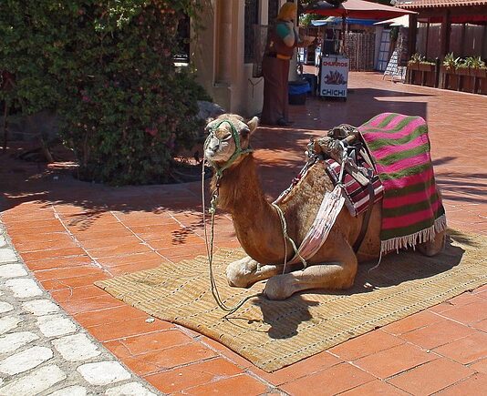 Kiedy jaka derka dla konia? Kiedy jaka derka dla konia?