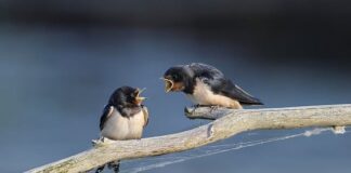 Co zwiastuje jaskółka w domu?