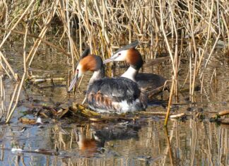 Co zrobić z gniazdem?