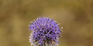 Jakie jest najdelikatniejsze wędzidło?