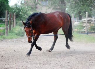 Co to jest lonża i do czego służy?