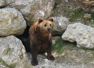 Dlaczego Tier pobiera 10 zł?