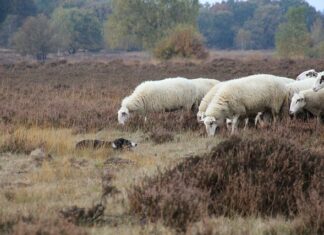 Jak nauczyć psa posłuszeństwa?