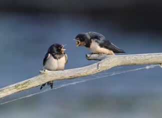 Dlaczego jaskółki wyrzucają pisklęta?