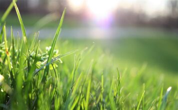 Kiedy sypać nawóz jesienny na trawnik